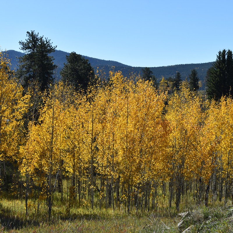 A fall hike